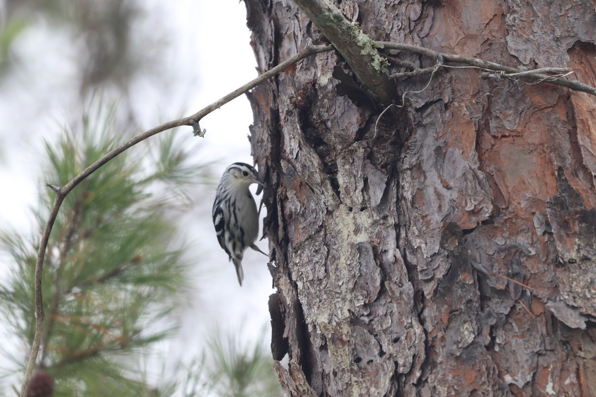 Black-and-white Warbler - ML646611518