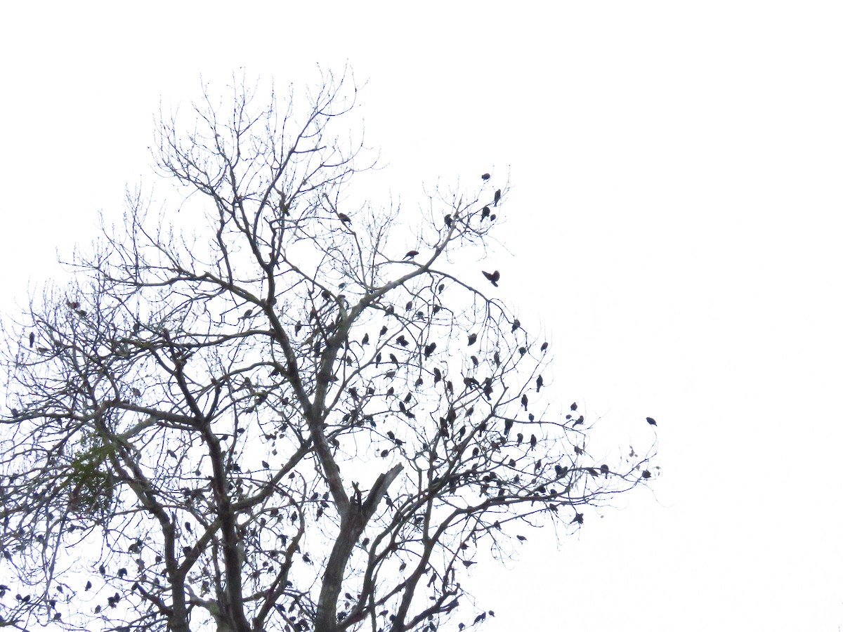 Red-winged Blackbird - ML646611519