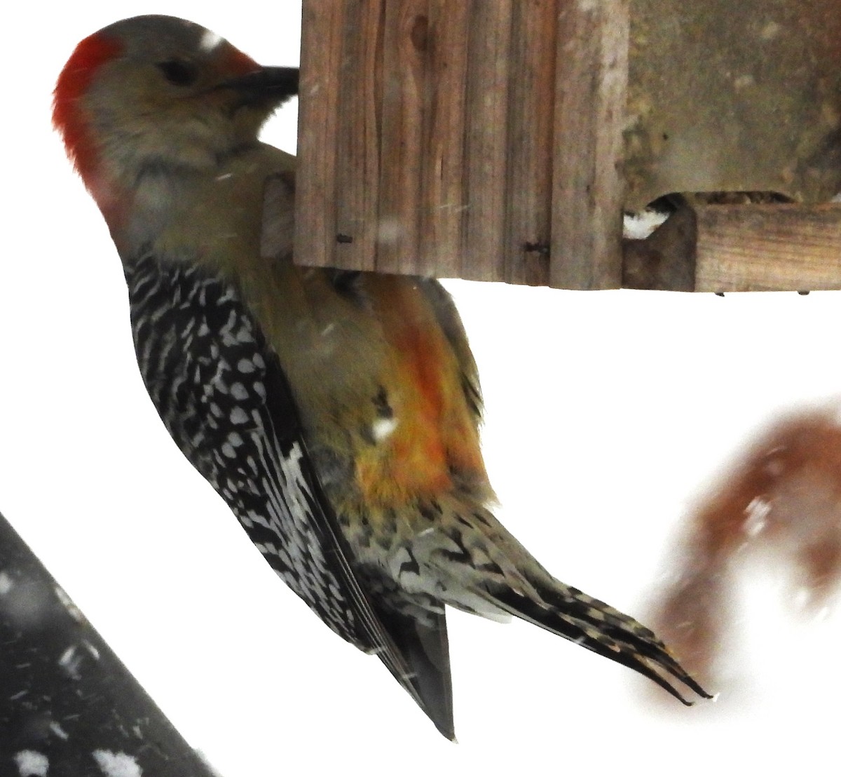 Red-bellied Woodpecker - ML646611520