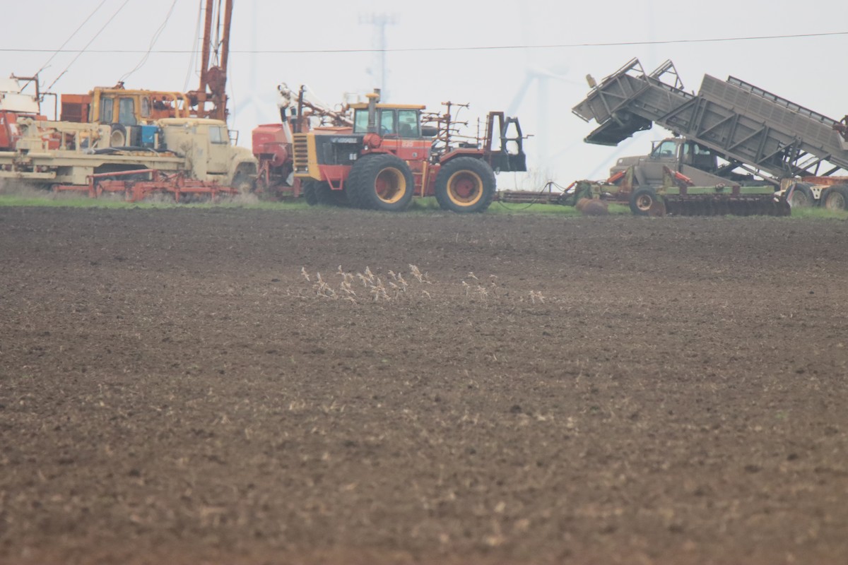 prærielo - ML646611521