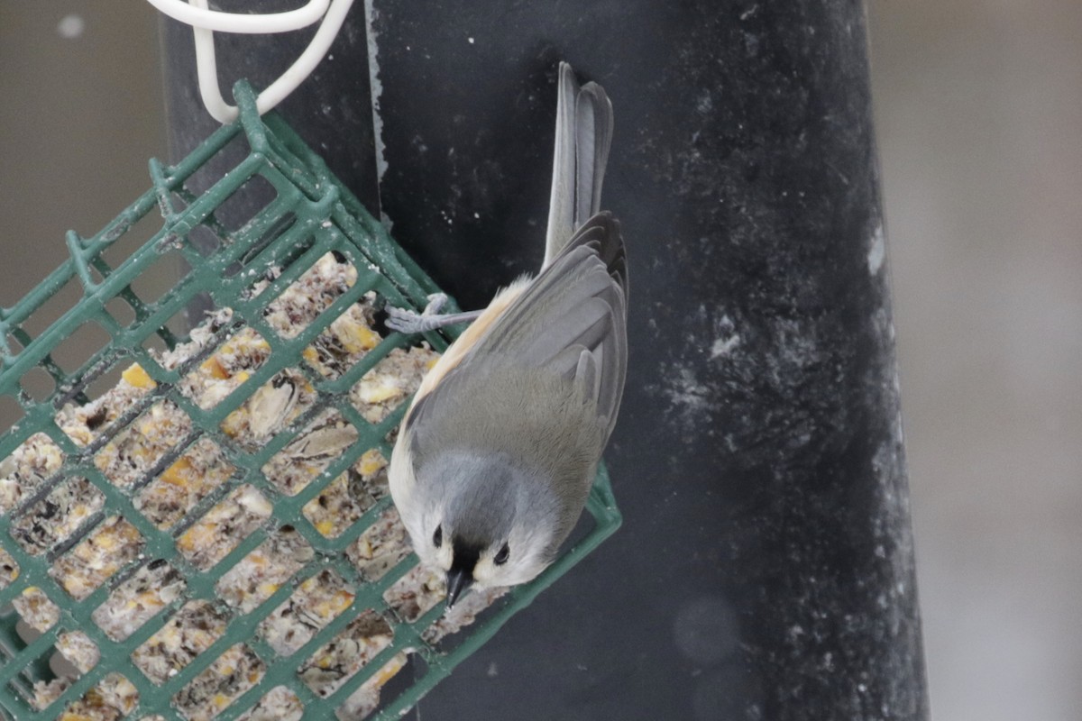 Tufted Titmouse - ML646611522