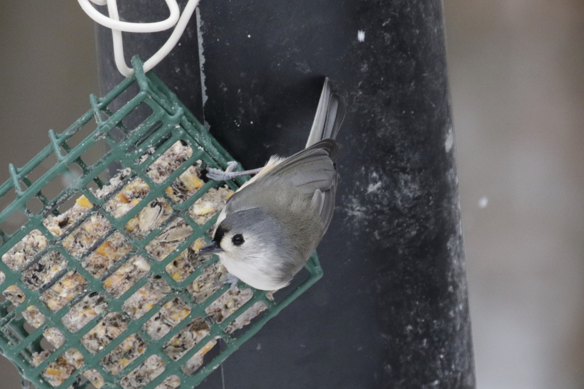 Tufted Titmouse - ML646611523
