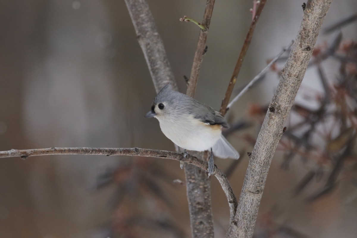 Tufted Titmouse - ML646611524