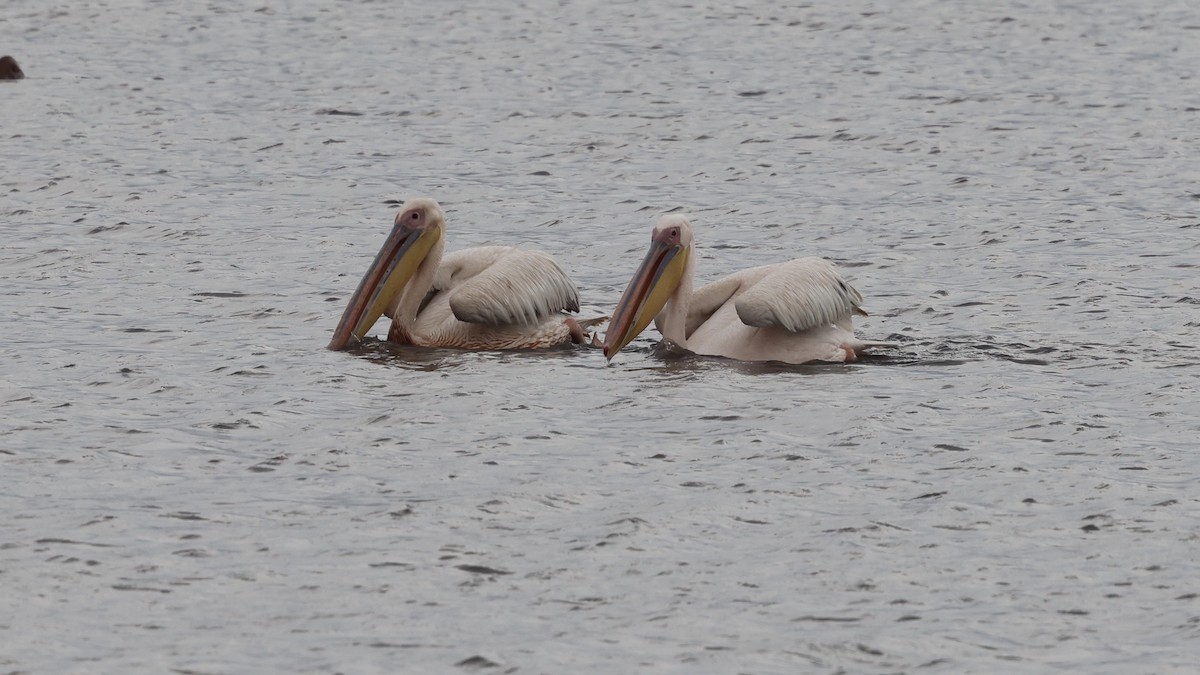 Great White Pelican - ML646611527