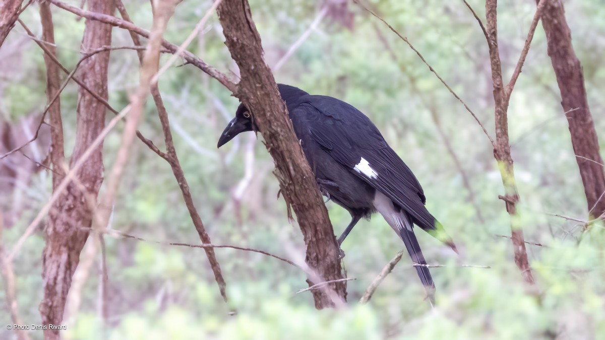 Pied Currawong - ML646611532