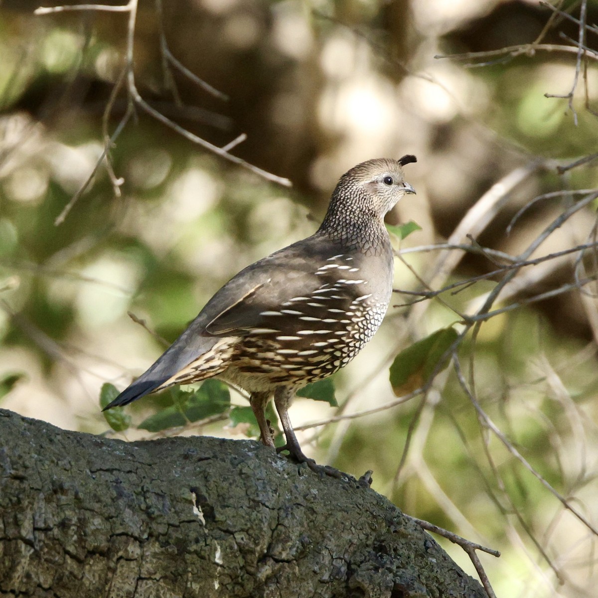California Quail - ML646611533