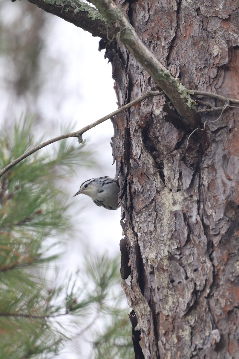 Black-and-white Warbler - ML646611534
