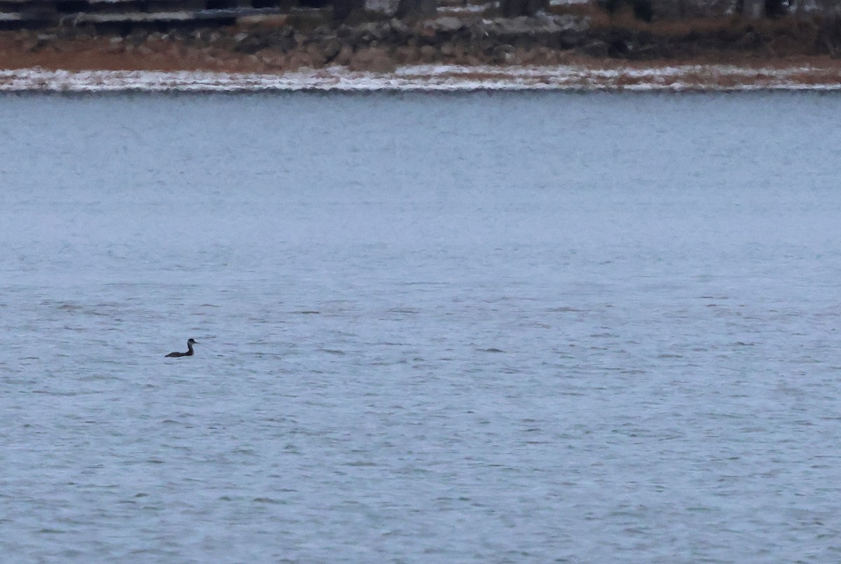 Red-necked Grebe - ML646611536