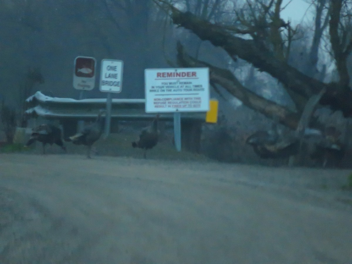 シチメンチョウ - ML646611537