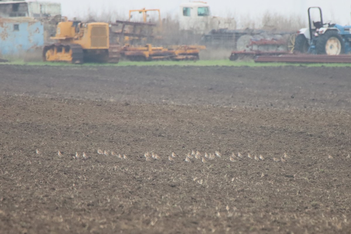 prærielo - ML646611538