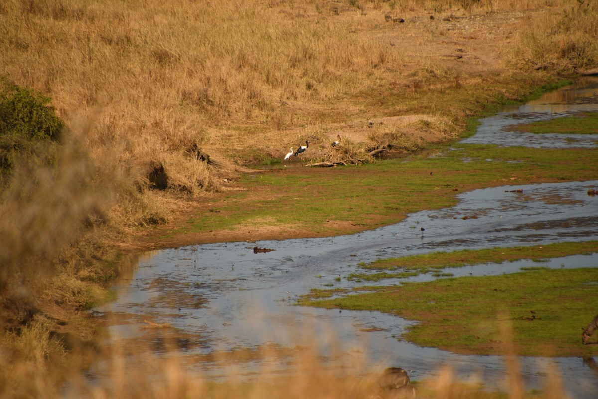 Afrika Jabirusu - ML646611539