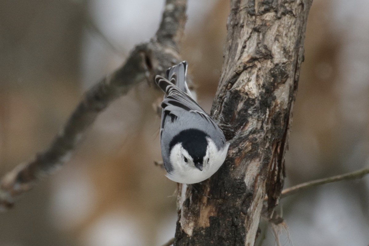 Weißbrustkleiber - ML646611543