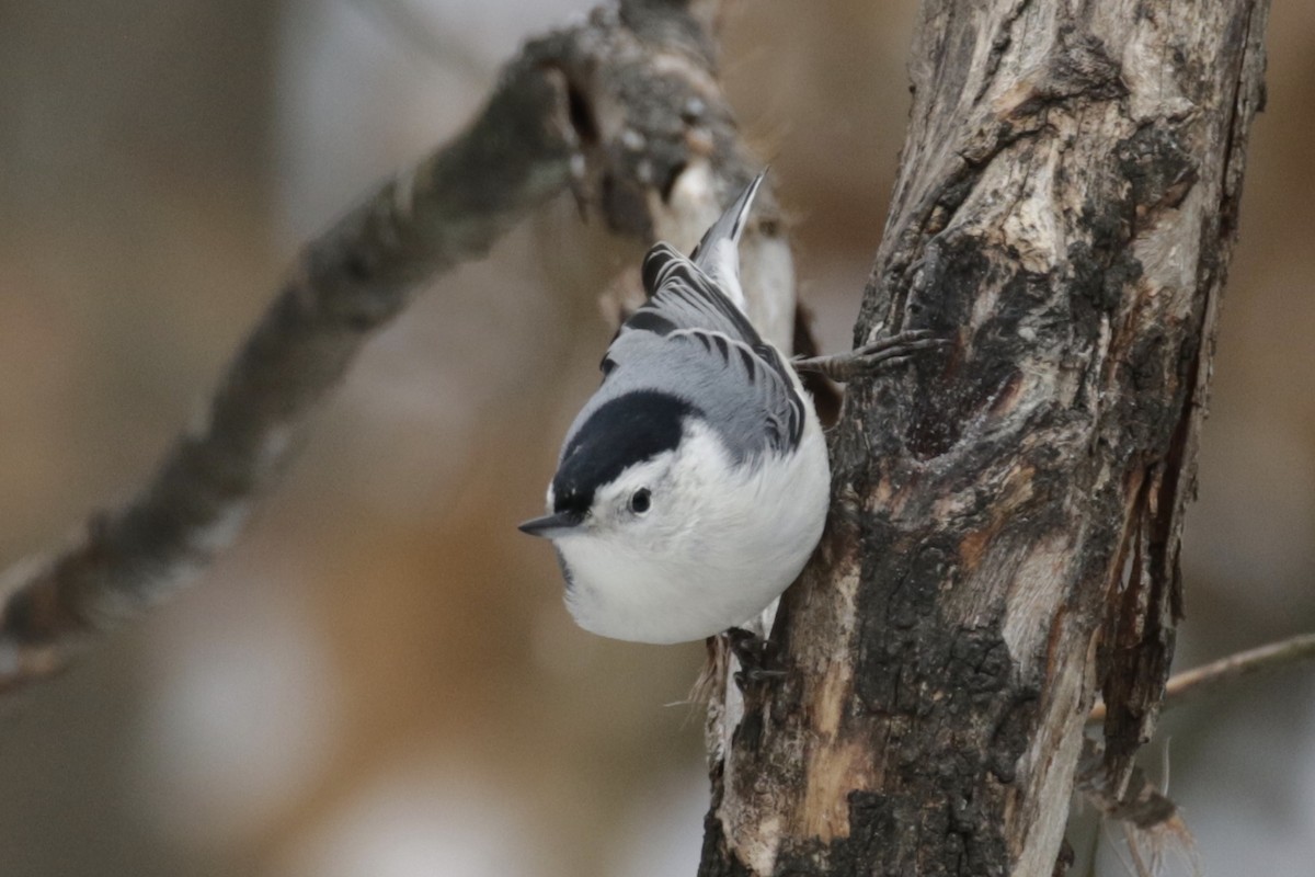 White-breasted Nuthatch - ML646611544