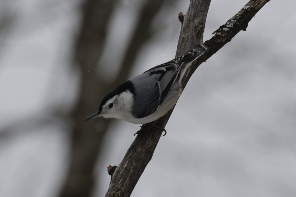 White-breasted Nuthatch - ML646611545