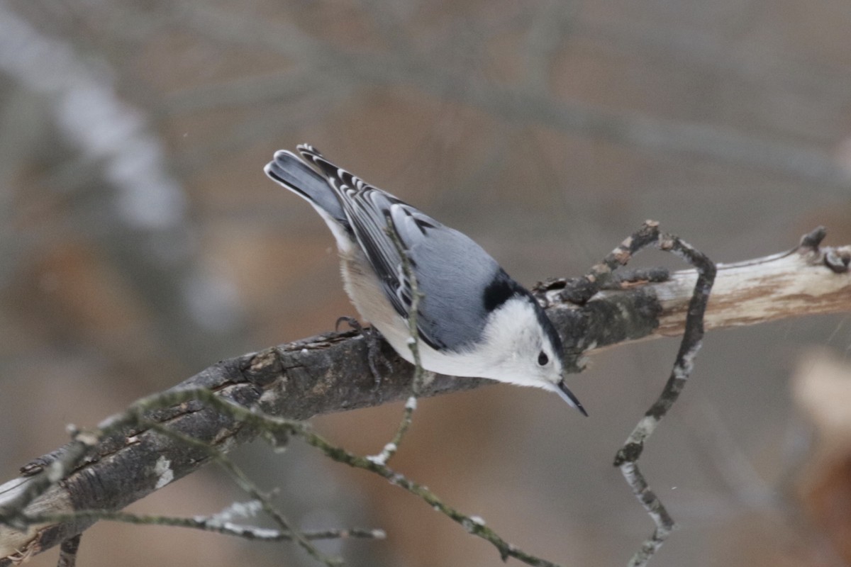 Weißbrustkleiber - ML646611546