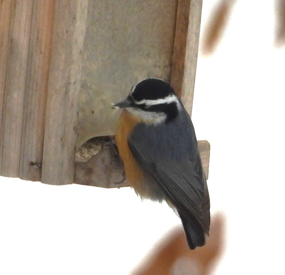 Red-breasted Nuthatch - ML646611547