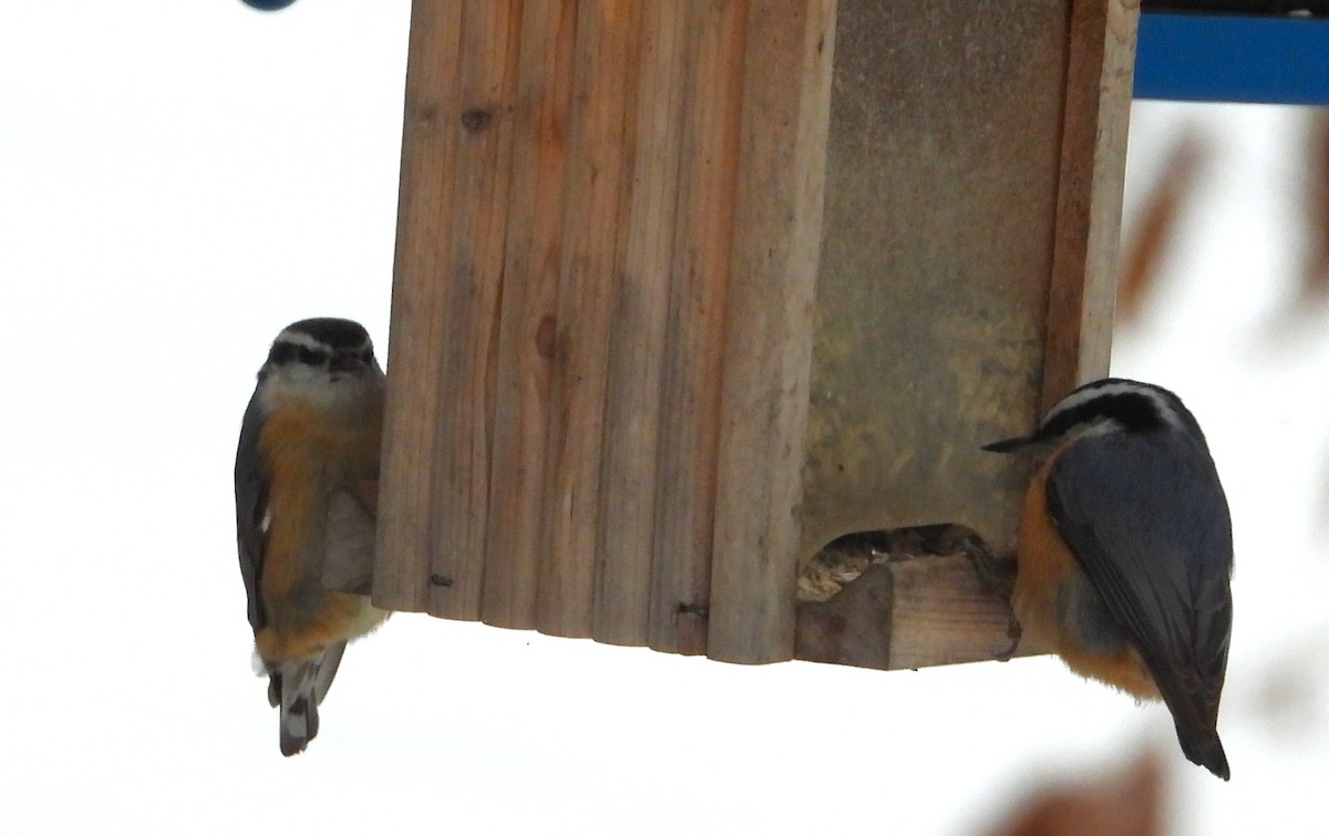 Red-breasted Nuthatch - ML646611548