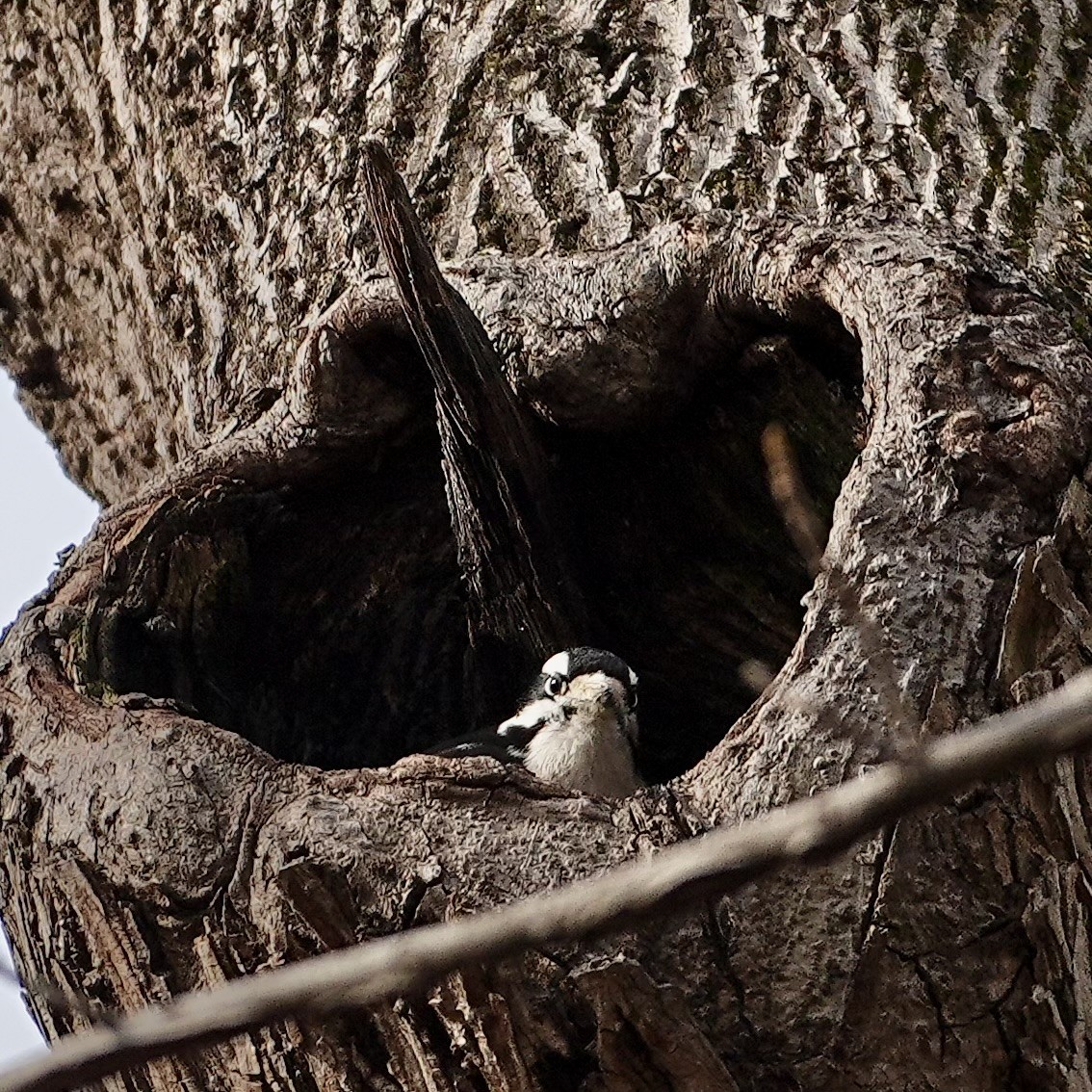 Dunenspecht - ML646611549