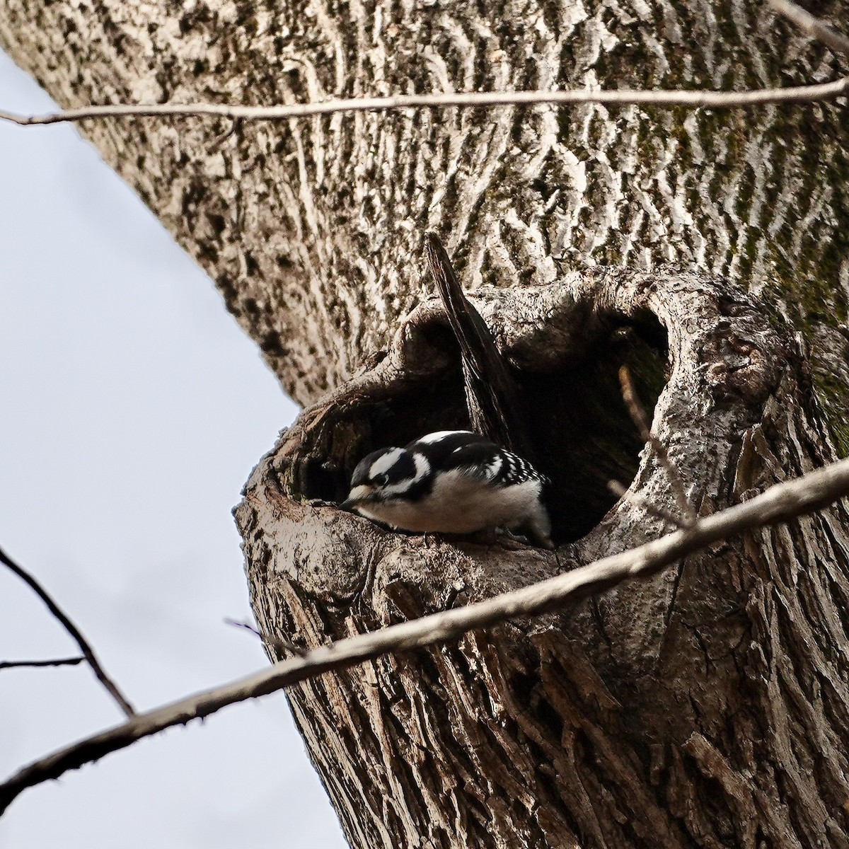 Dunenspecht - ML646611550