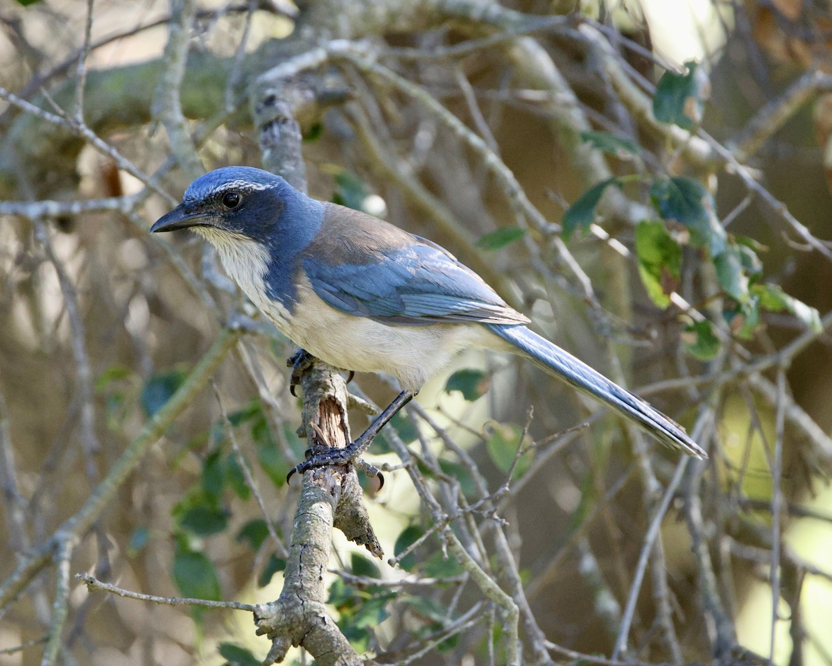 California Scrub-Jay - ML646611551