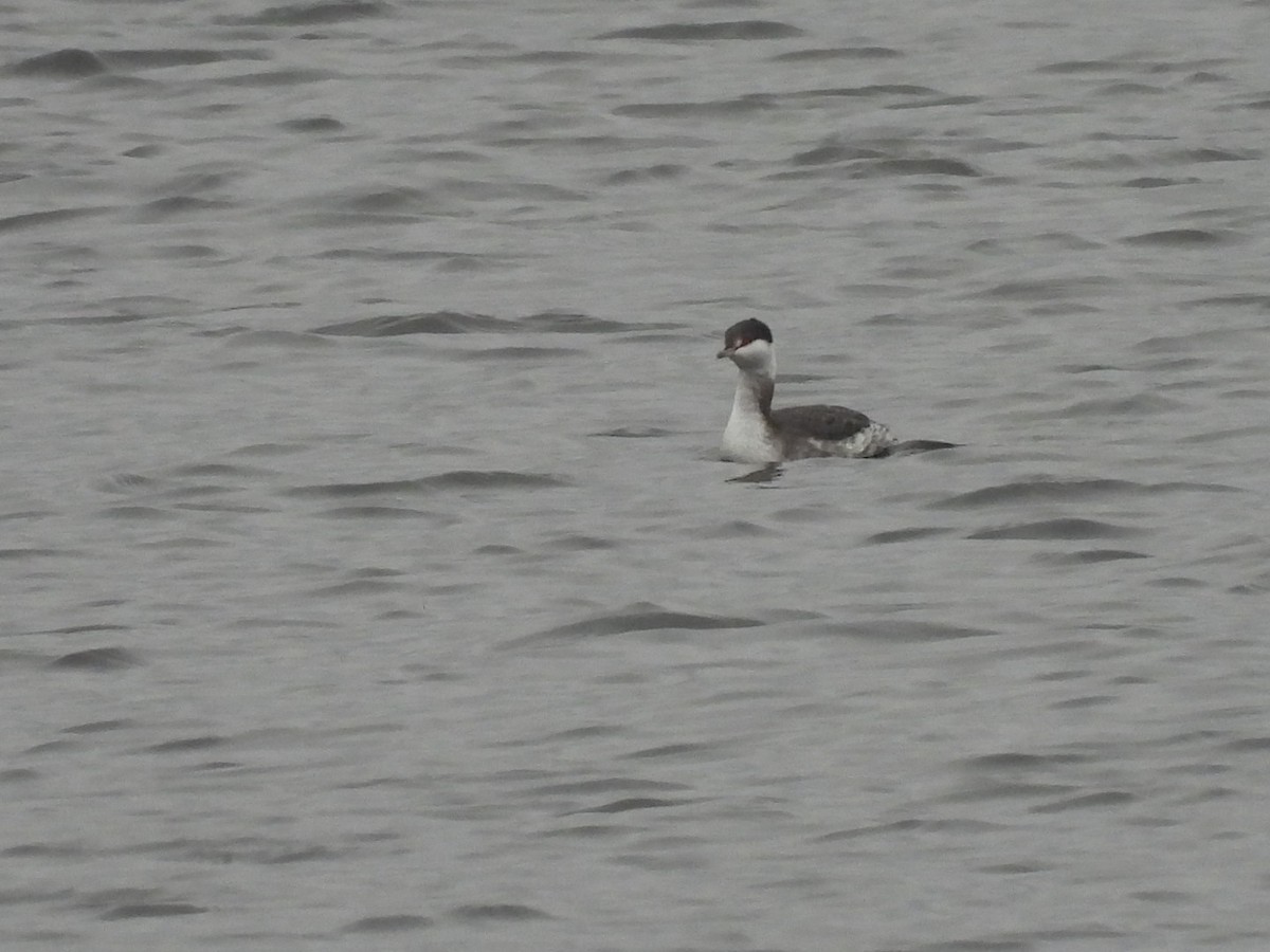 Kulaklı Batağan - ML646611552