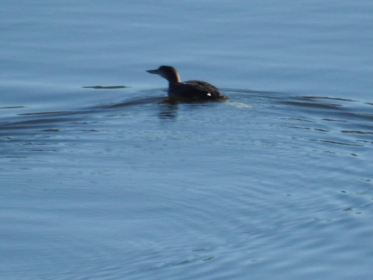 Plongeon huard - ML646611557