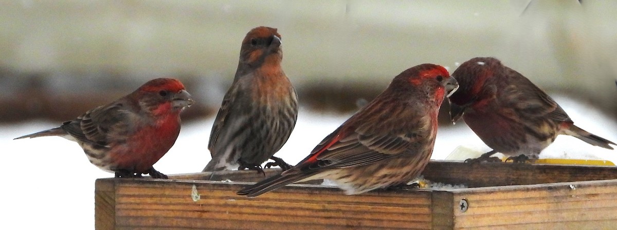 House Finch - ML646611558