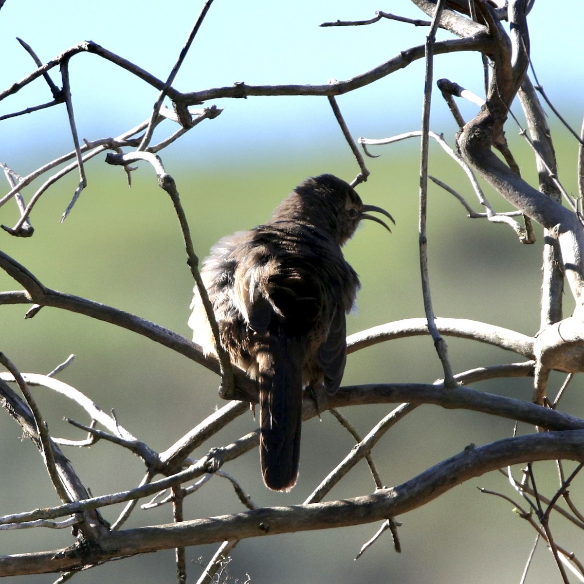 California Thrasher - ML646611559