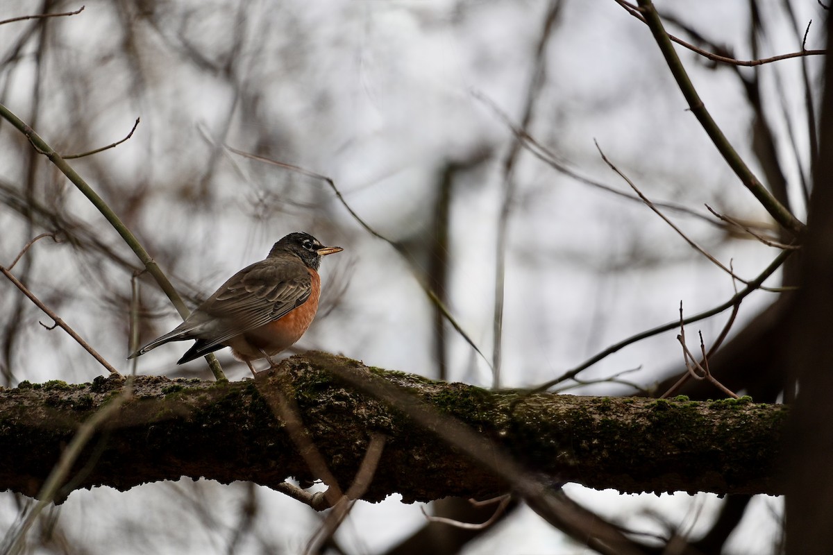 American Robin - ML646611561