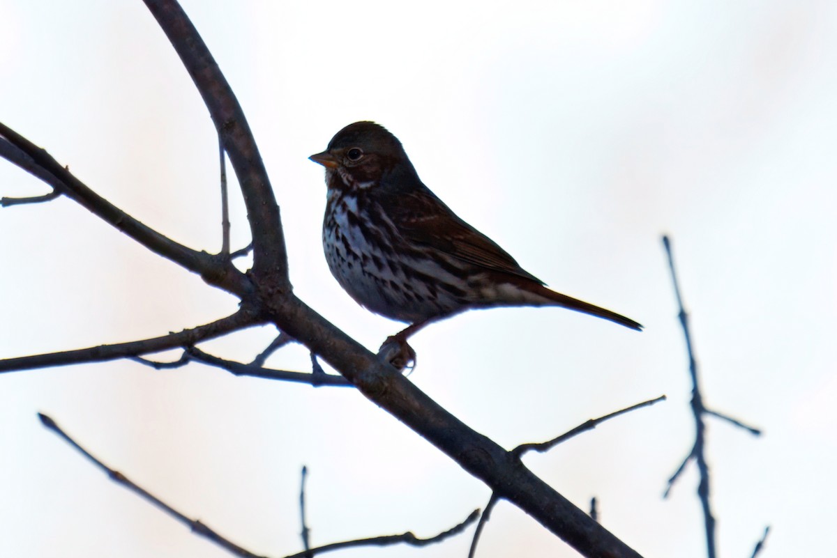 Fox Sparrow - ML646611562