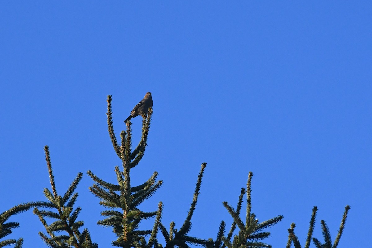 Смеречник тайговий - ML646611564