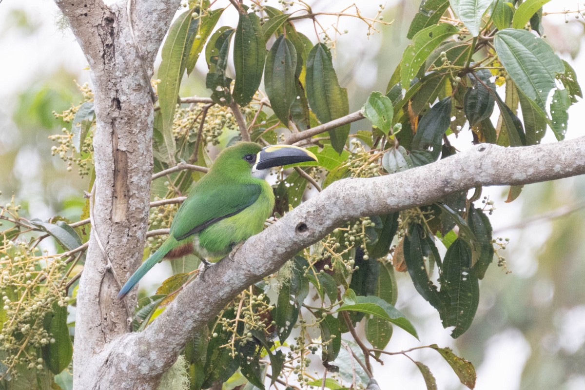 Southern Emerald-Toucanet (Santa Marta) - ML646611565