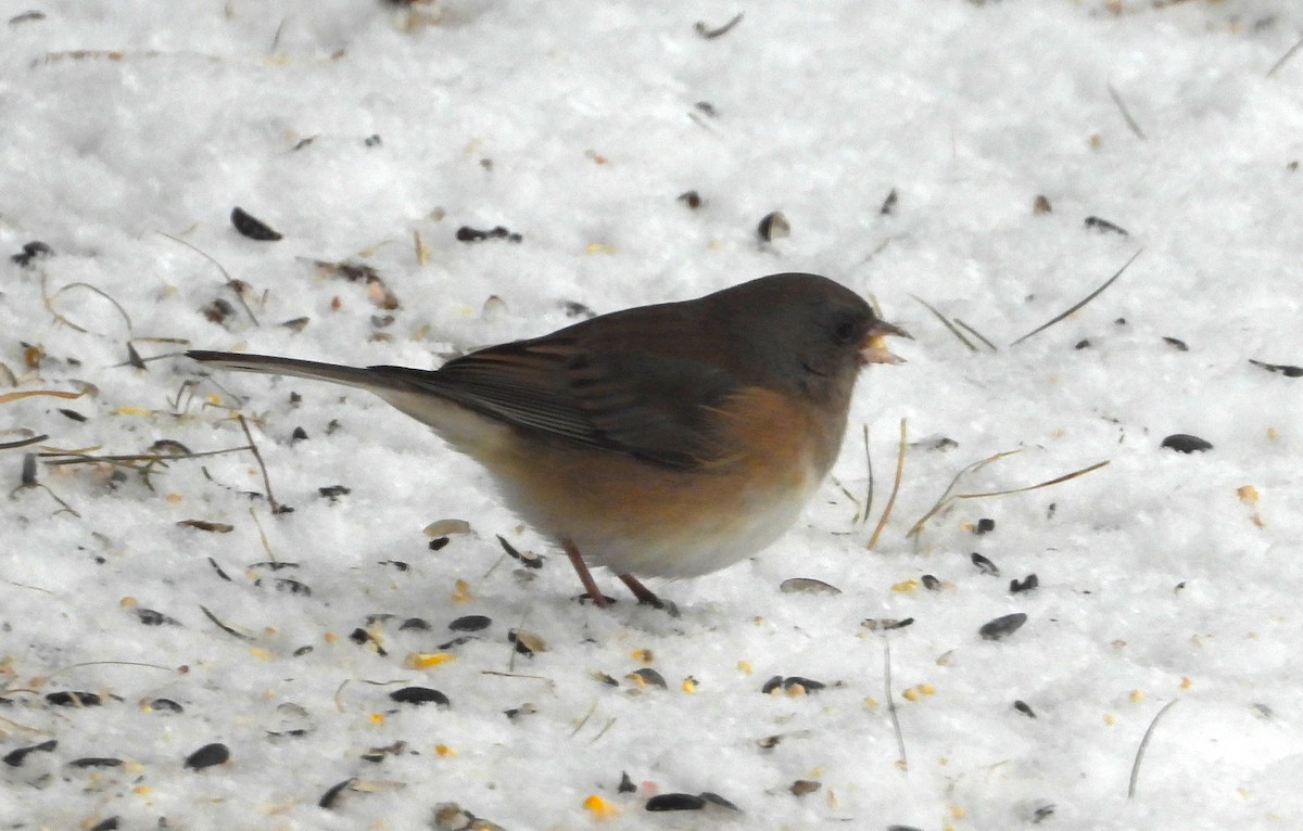 Dark-eyed Junco (cismontanus) - ML646611566