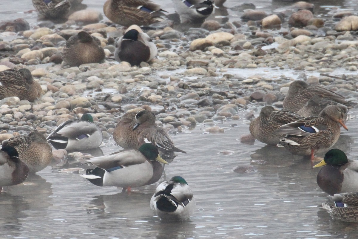 American Wigeon - ML646611567