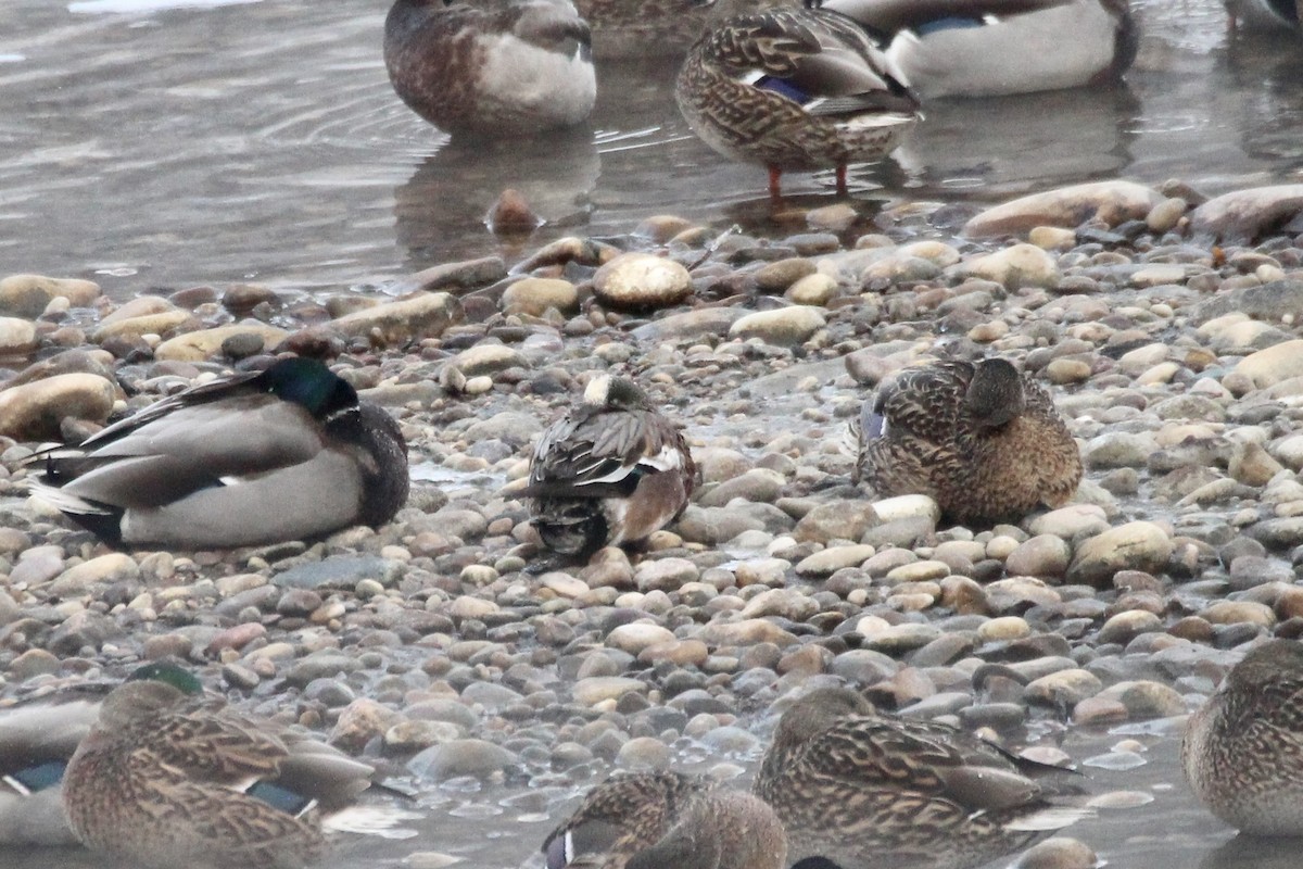 American Wigeon - ML646611568