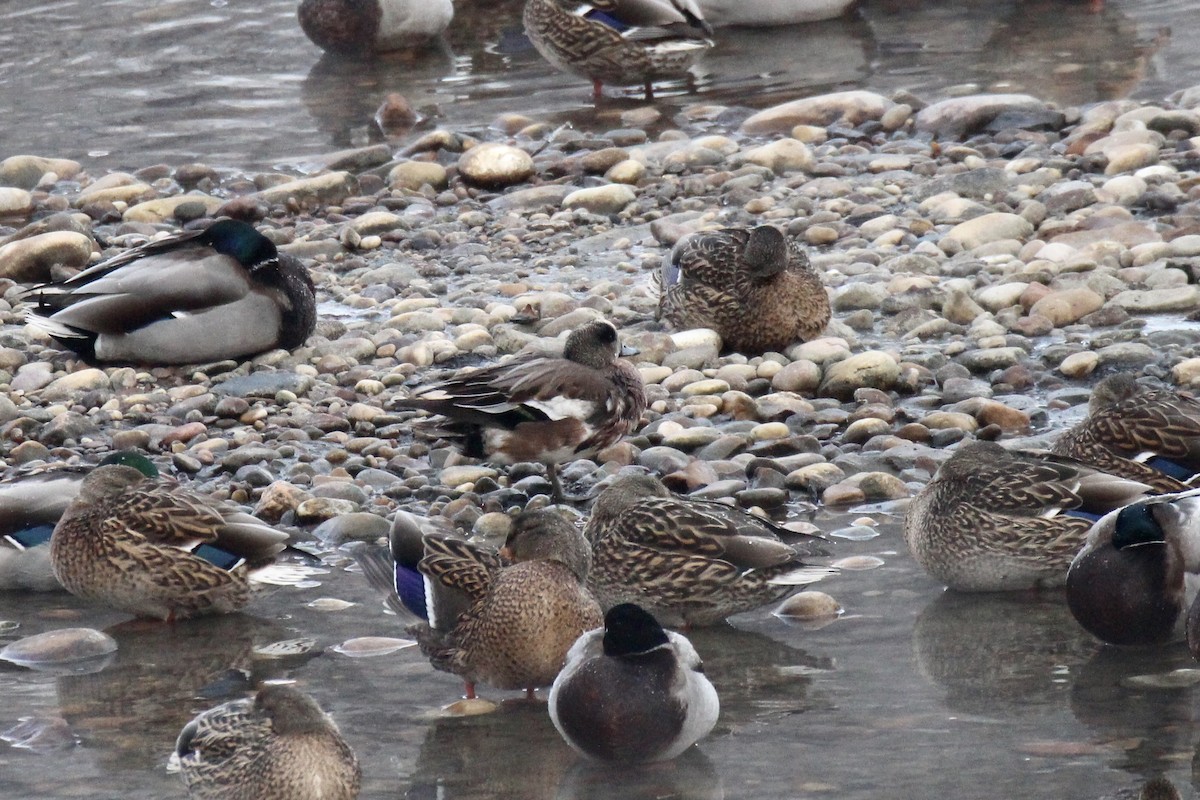 American Wigeon - ML646611569