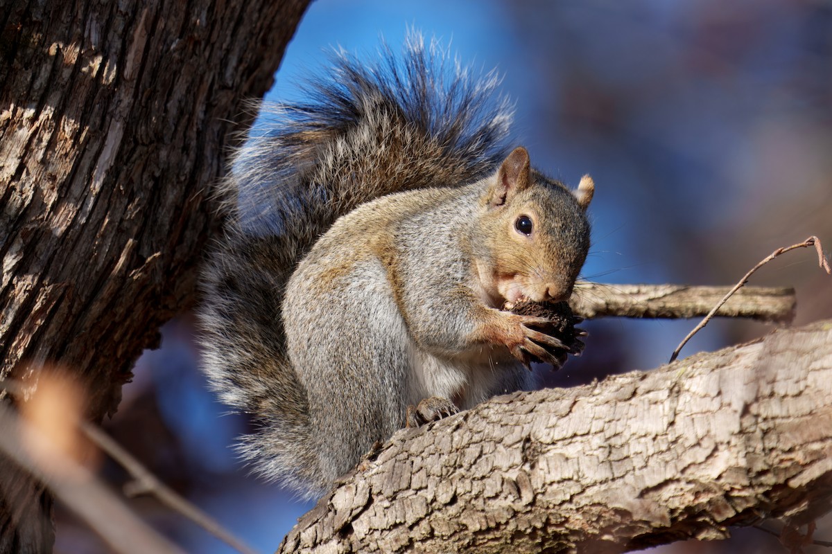 Eastern Gray Squirrel - ML646611570
