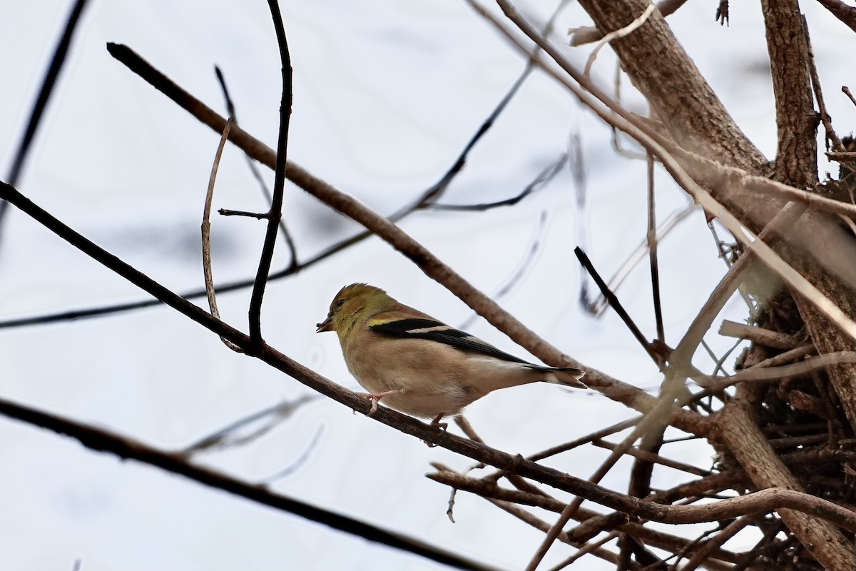 Altın İskete - ML646611571