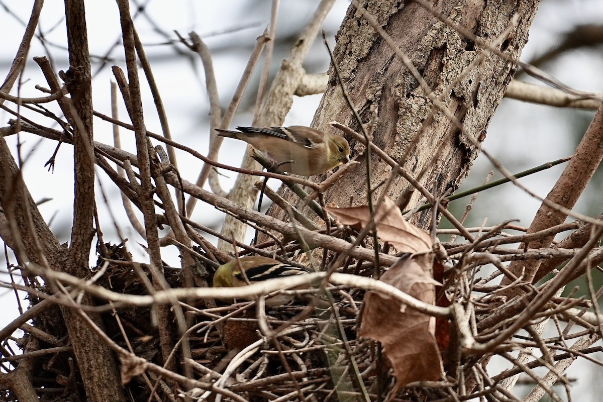 Altın İskete - ML646611572