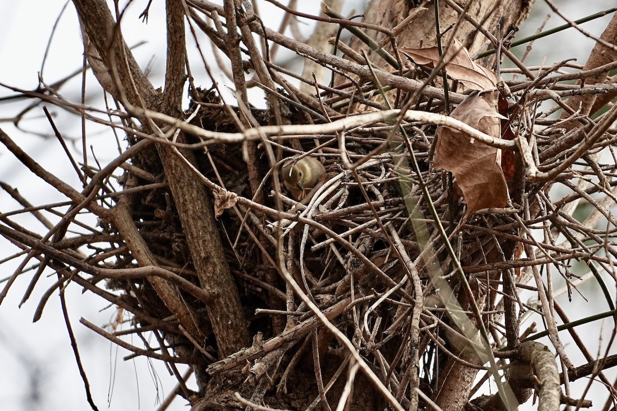 Altın İskete - ML646611573