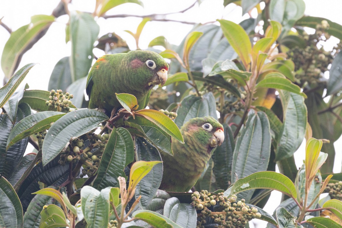 Cotorra de Santa Marta - ML646611575