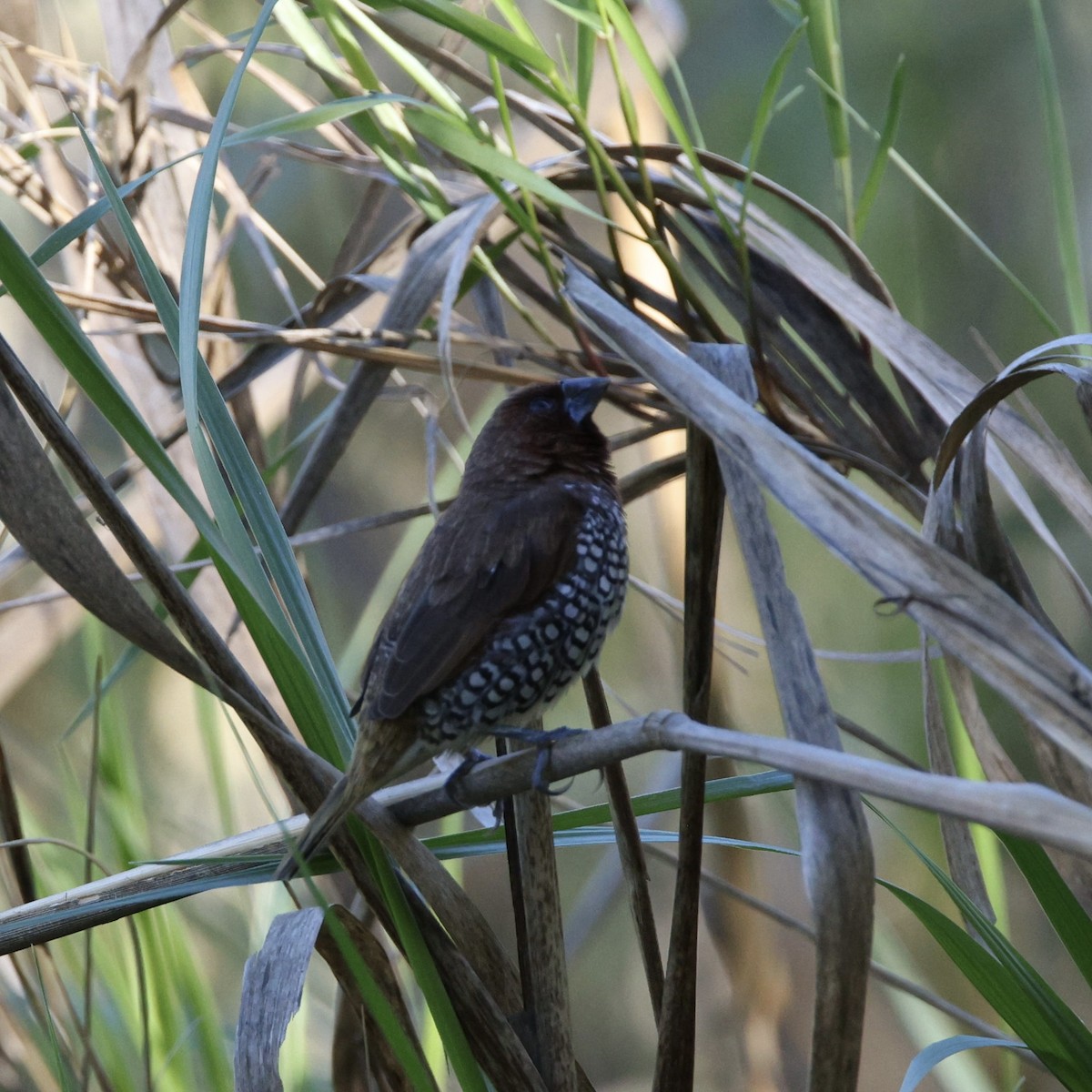 斑文鳥 - ML646611576