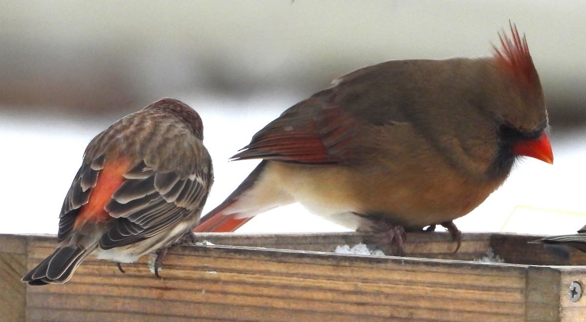 Northern Cardinal - ML646611577