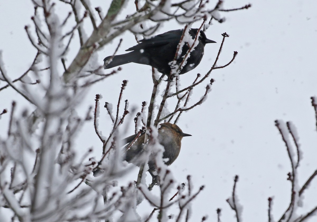 Rusty Blackbird - ML646611578