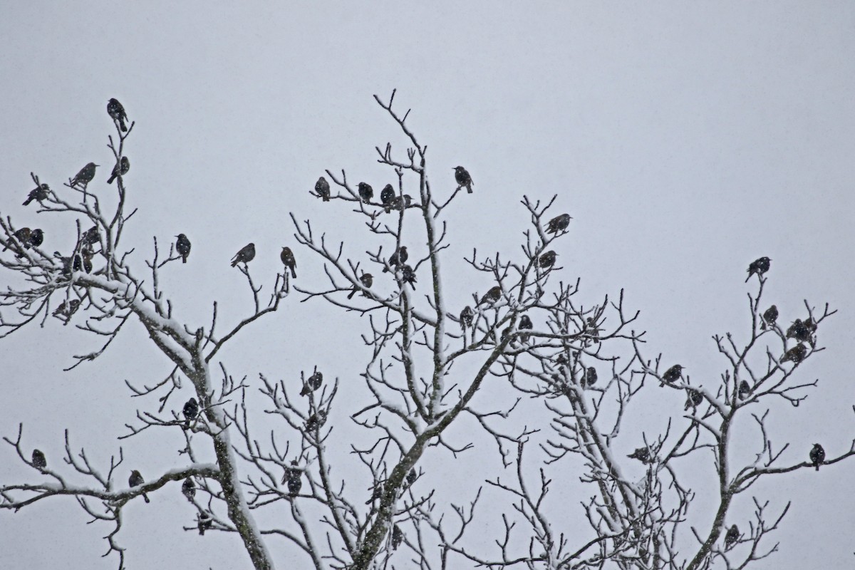 Rusty Blackbird - ML646611579