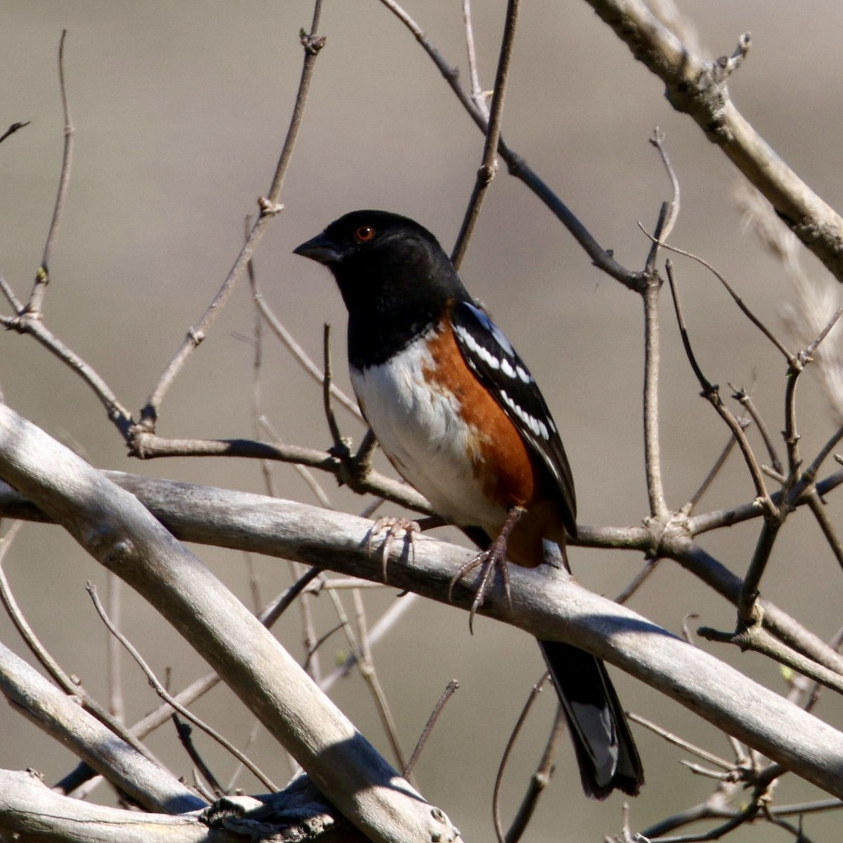 Spotted Towhee - ML646611582