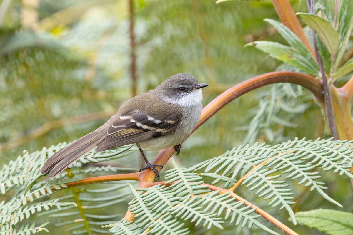 White-throated Tyrannulet - ML646611583