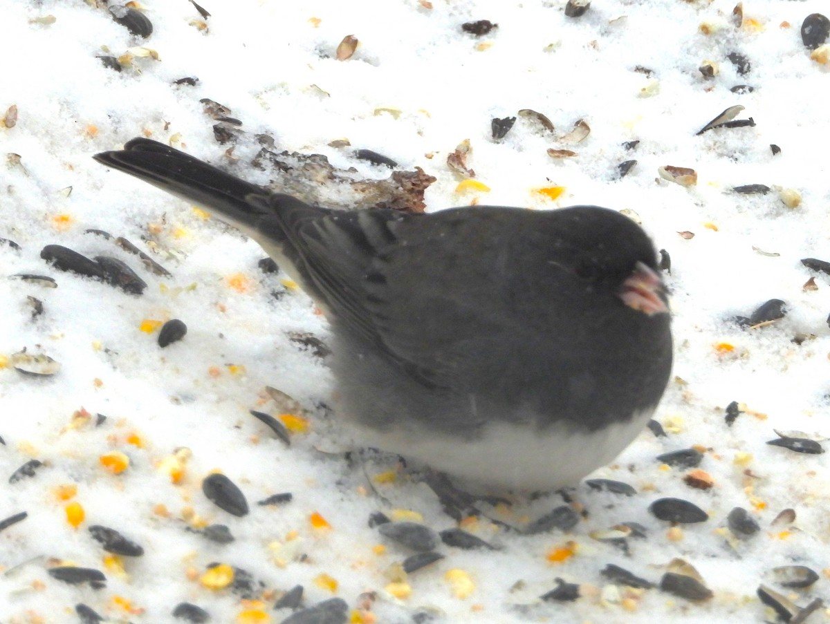 Dark-eyed Junco - ML646611584