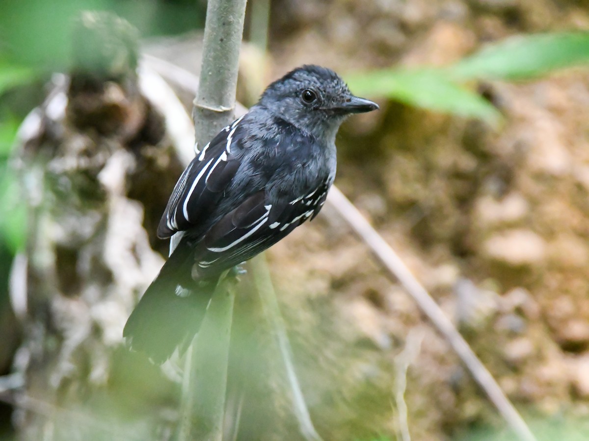 Amazonian Antshrike - ML646611585