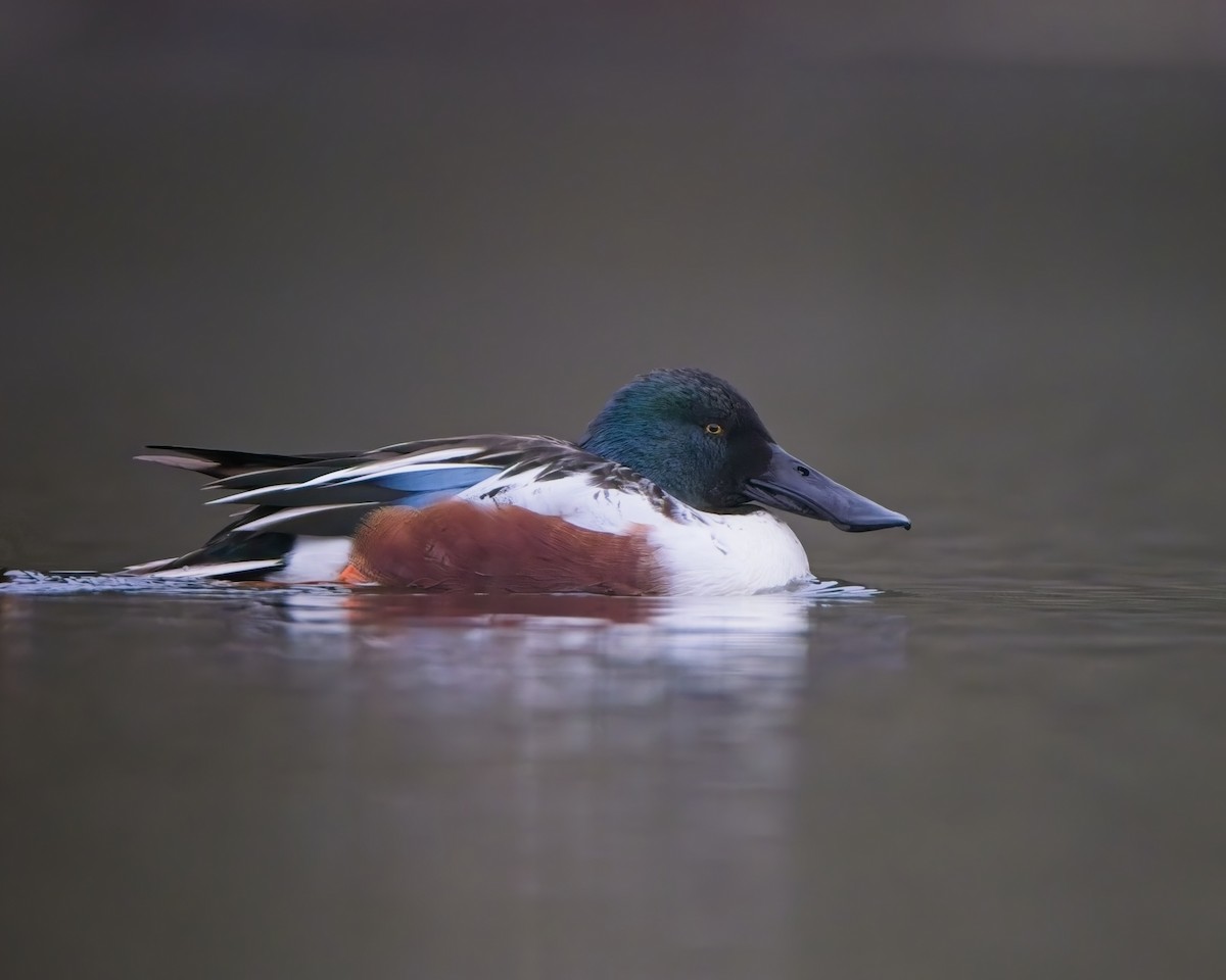 Northern Shoveler - ML646611589